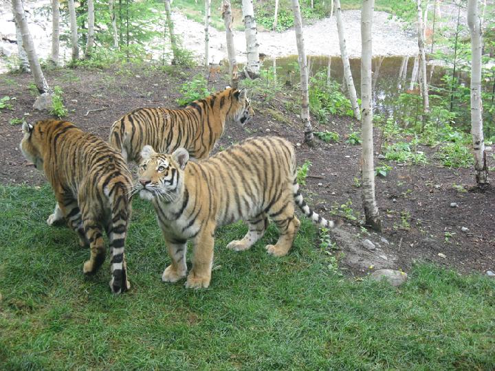 zoo 145.JPG